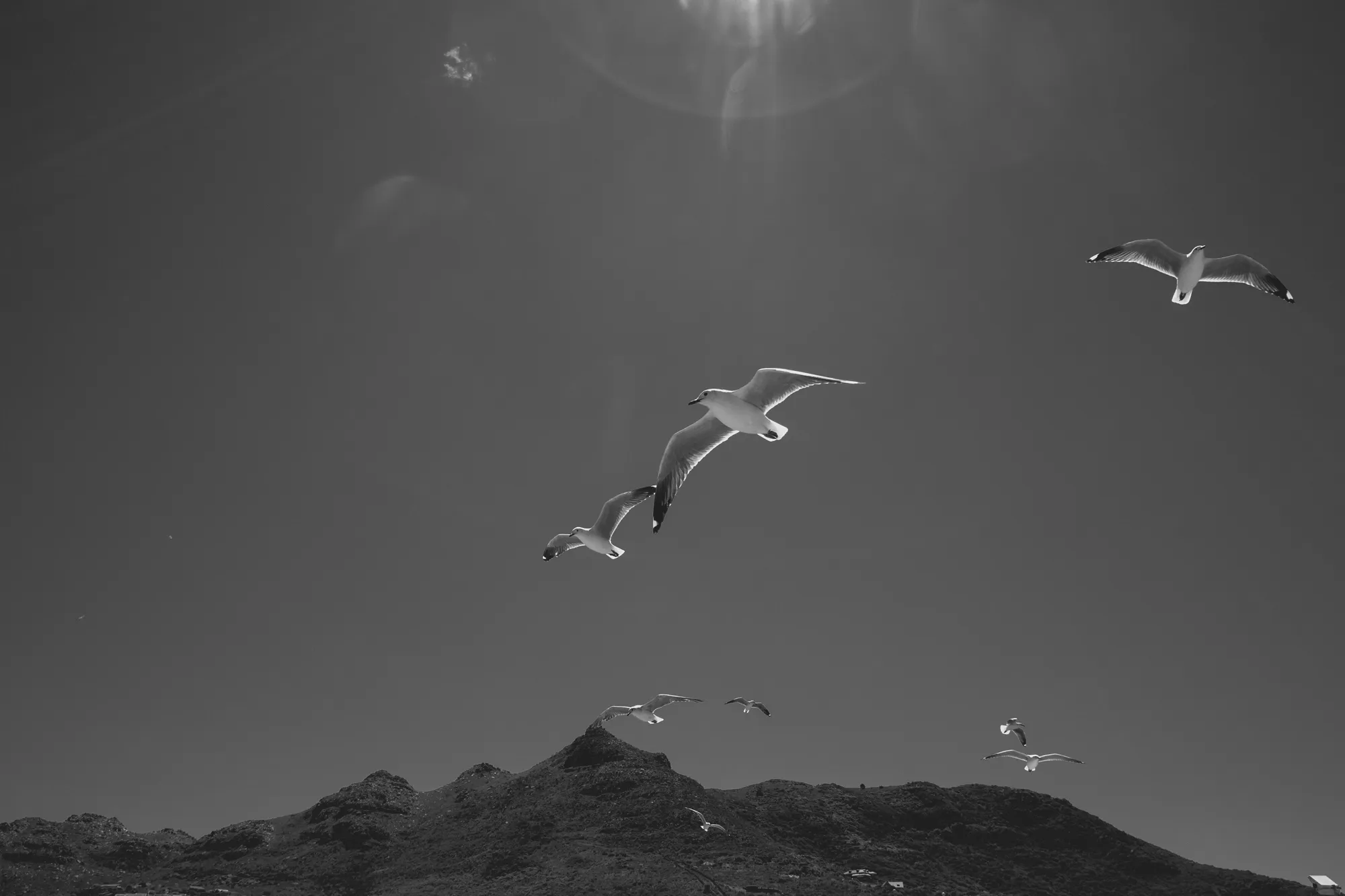 2022-02-13 - Cape Town - Seagulls flying with mountains in the background